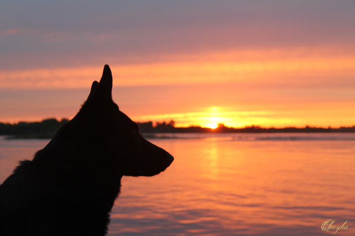 Memories of a summer dawn - My, dawn, Dog, Sheepdog, River, Volga river, beauty, Nizhny Novgorod, 