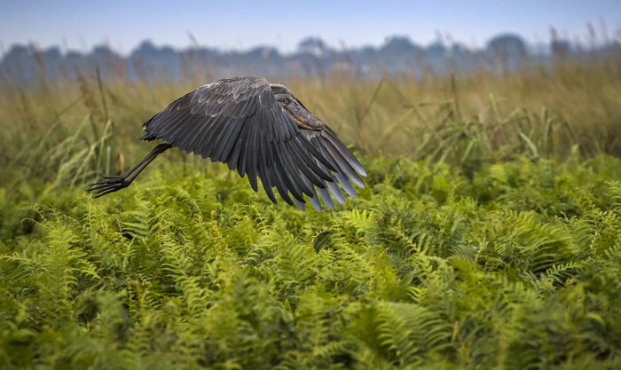 Crocodile ate a bird - The photo, Birds, Shoebill, Uganda, Africa