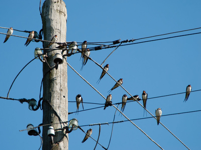 Почему птиц на проводах не бьет током Электричество, Птицы, ЛЭП, Длиннопост