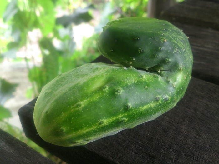 Cucumber shriveled - My, Cucumbers, Garden, Summer, Humor, Vegetables, 