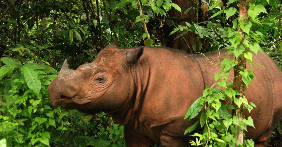 Редкие особи. Суматранский носорог. Суматорскский носорог. Суматранский носорог Вьетнам. Северный суматранский носорог.