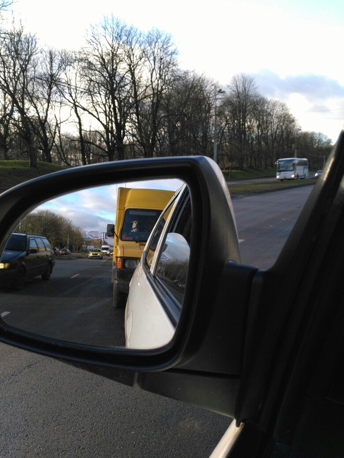 Good boy - Dog, Behind the wheel, Motorists, Kaliningrad