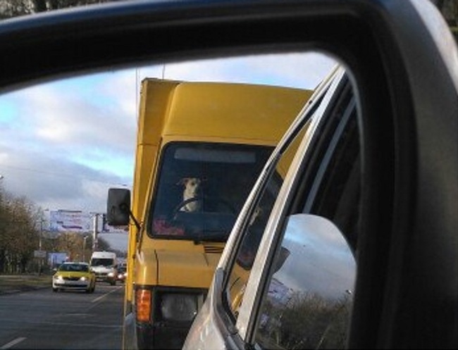 Good boy - Dog, Behind the wheel, Motorists, Kaliningrad