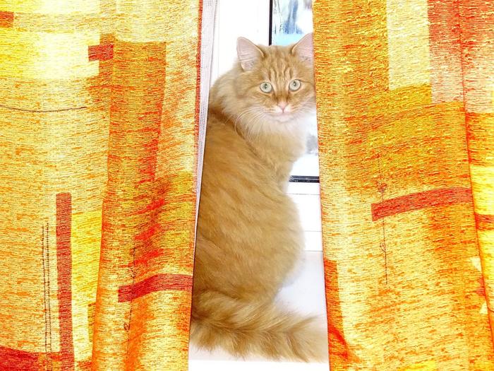 Well, I hid! - My, cat, Peach, Curtains, Windowsill, Hide and seek, Humor