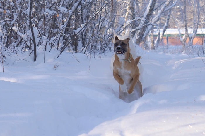 Ginger - My, Found a dog, Irkutsk, Way home, , Wetness, Longpost, Dog, In good hands
