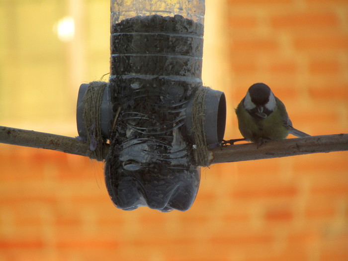 Titmouse - My, Birds, Tit, Trough, , Winter, My