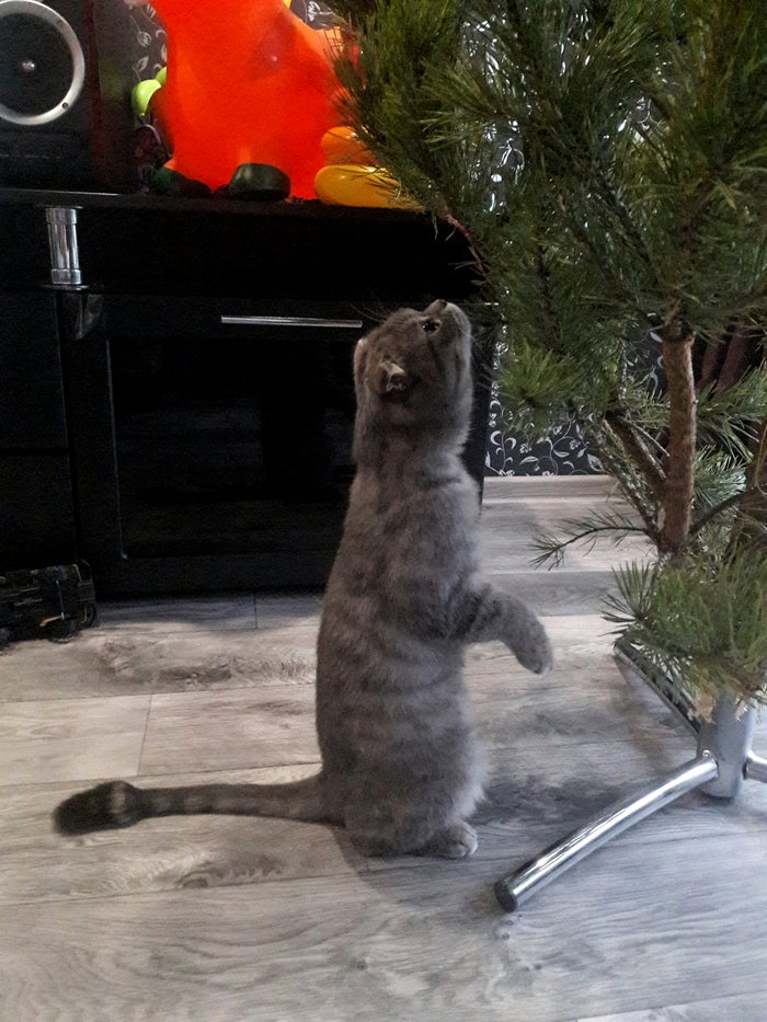 The reaction of cats to the Christmas tree)) - cat, Longpost, My, Christmas trees, New Year