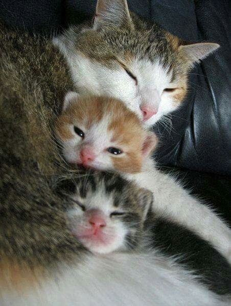 Family and tenderness. - cat, Cat family