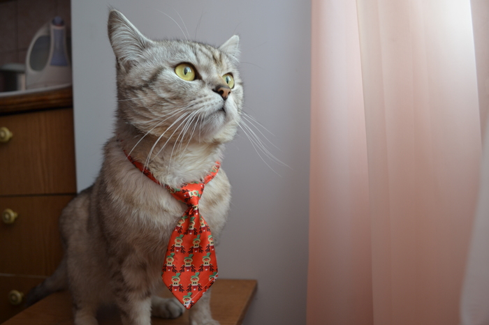 � �������� ������� ������