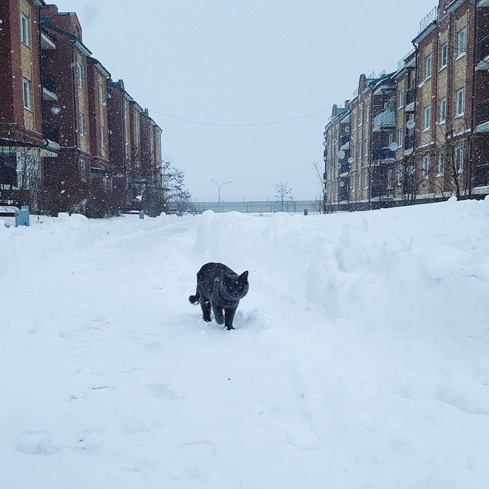 My winter - My, cat, Winter