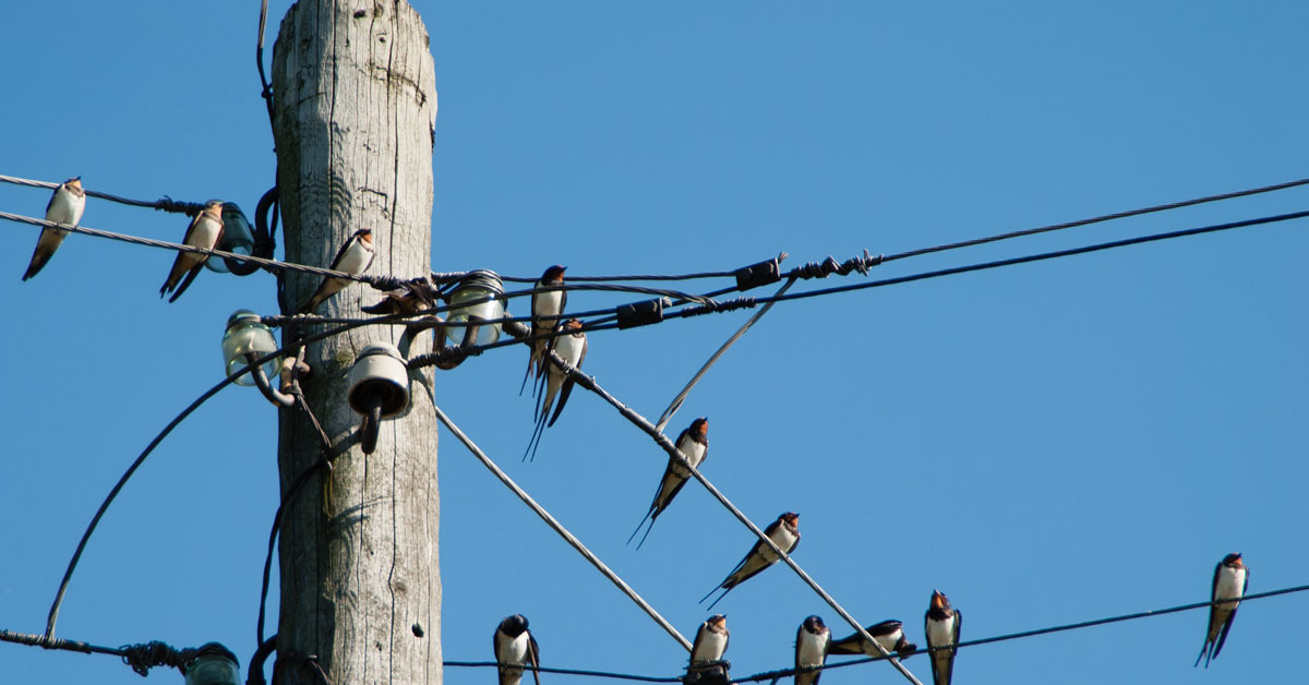 Почему птицы не получают удар током, сидя на проводах: объясняем физику и анатомию