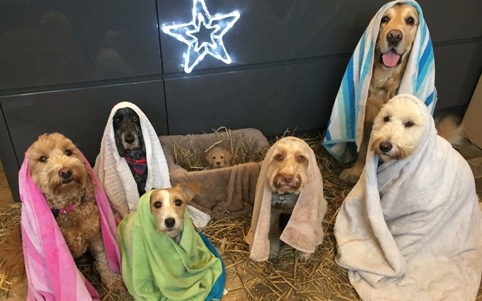 The Dublin kennel touched with its concept of a Christmas nativity scene. - Dog, Nursery, Den, Christmas, Wise men