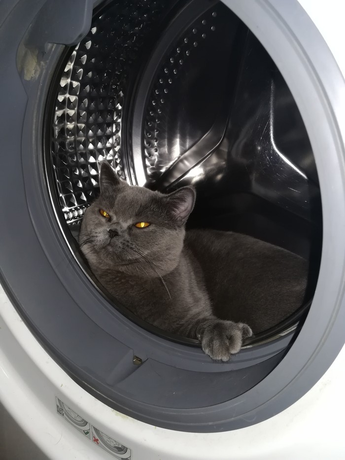 clean cat - My, cat, Washing machine