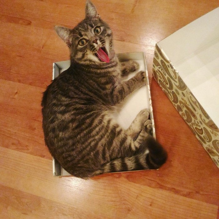 I am the best present! - My, cat, Box, Box and cat, , Presents
