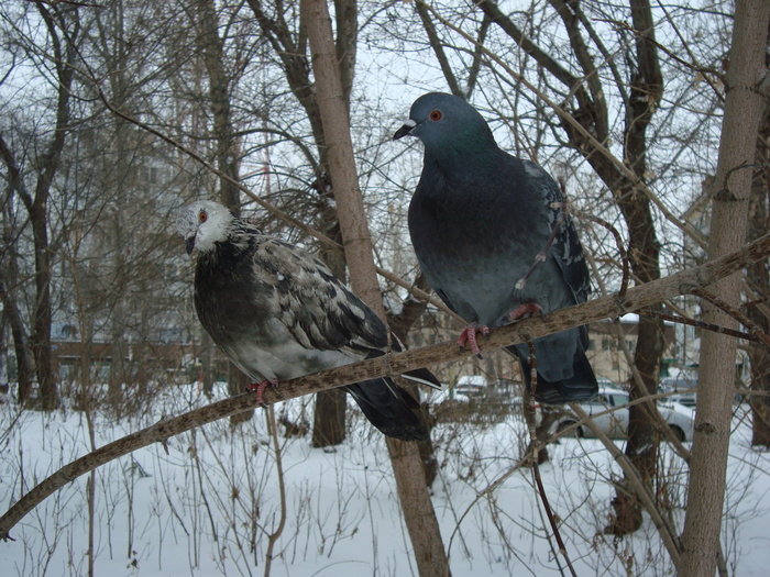 Ba, on the road the frame is rare Pigeons are sitting on a branch. Frosts are not terrible, blood is raging. Hooray! Long live love! :-) - My, The photo, My, Novosibirsk, Birds, Pigeon