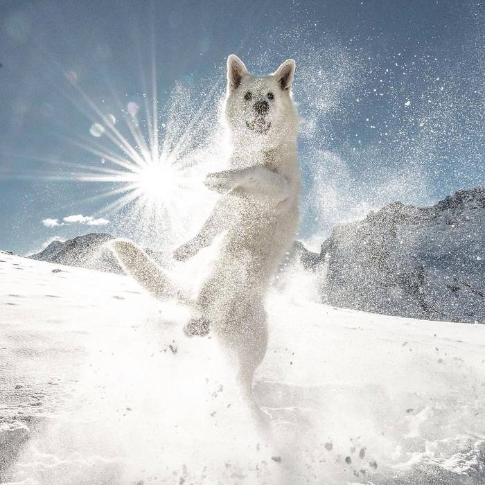 Snow dance - Dog, The photo, The mountains, Snow