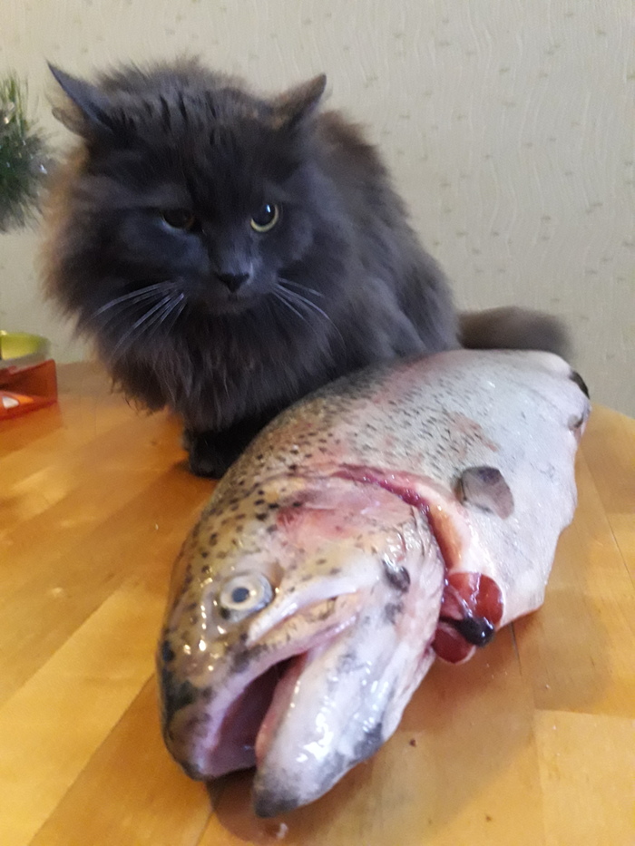 Fisherman) - My, cat, , Fishermen, Pets, Salmon