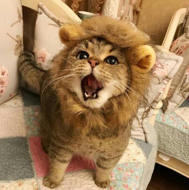 Mighty lion! - cat, 