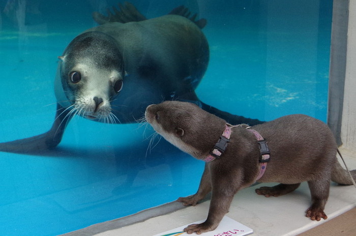 Eyes to eyes - Otter, Animals, Seal