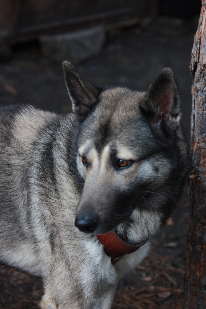 Here's something good for you in the Pikabu feed - My, Father Frost, Parents, Creative, Dog