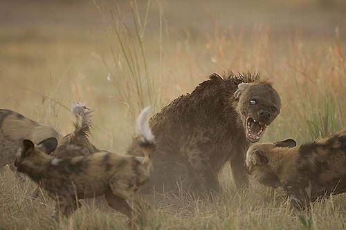 Spotted hyena - Hyena, Longpost, Animals, Wild animals, Nikolay Drozdov, Mat, Sarcasm