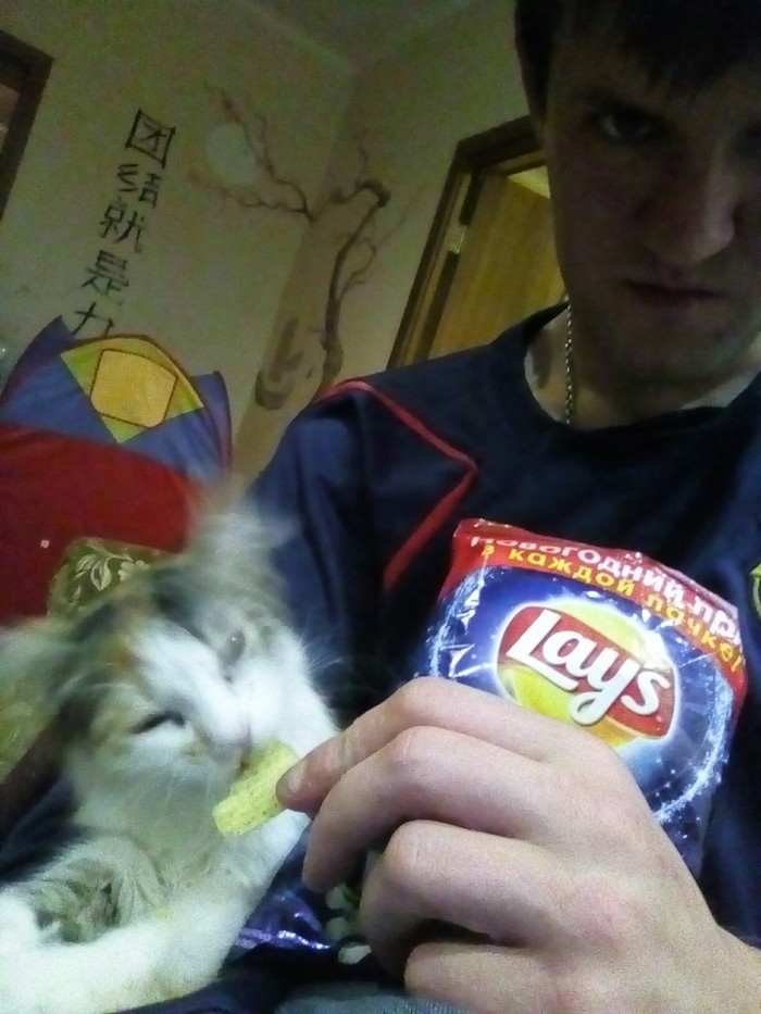 Kitty eats chips. - My, cat, Kittens, Longpost