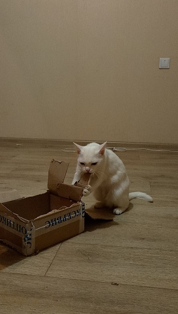 When you want to eat - Room, cat, Box and cat