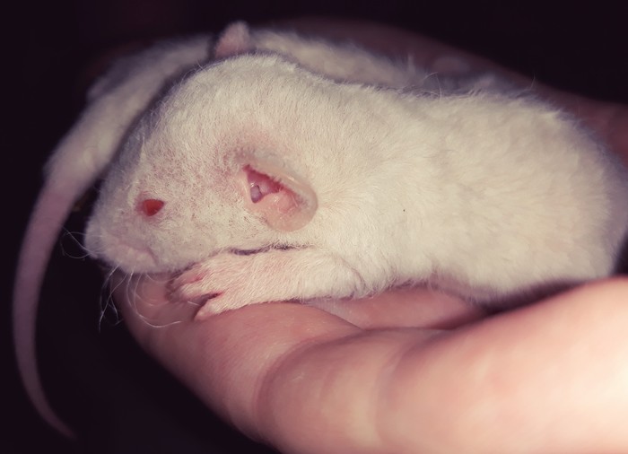 rats - My, Pet, In good hands, Decorative rats, Milota, Orenburg, Pets