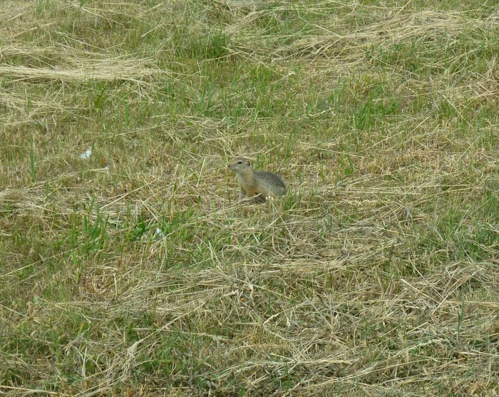 Do you see a gopher? - My, Gopher, Do you see a gopher?, Animals, Wild animals, World around us, Field, Peace