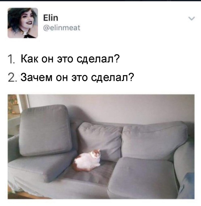 У котов на всё есть причина - Twitter, Кот, Диван, Вопрос, Подушка