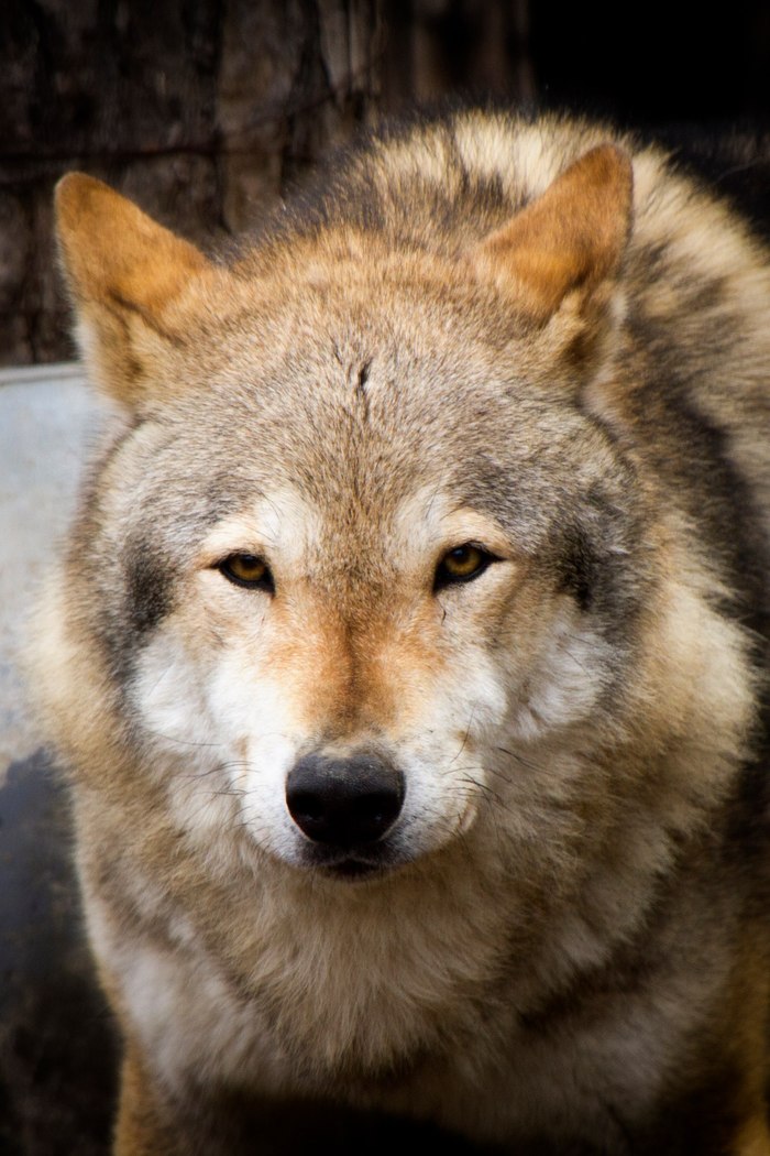 Woolen wolves of the Chelyabinsk Zoo - My, Chelyabinsk Zoo, Animals, Longpost, , Wolf, Zoo