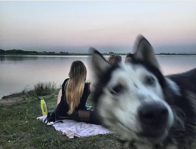 The photo worked! - My, Husky, The photo, 