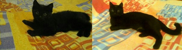 Kuzya 3 months vs Kuzya 1 year - My, Pets, Big and small, cat
