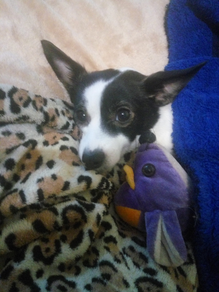 Хорошее настроение вам в ленту! Хорошее настроение, Собака, Позитив, Карликовый пинчер, Длиннопост