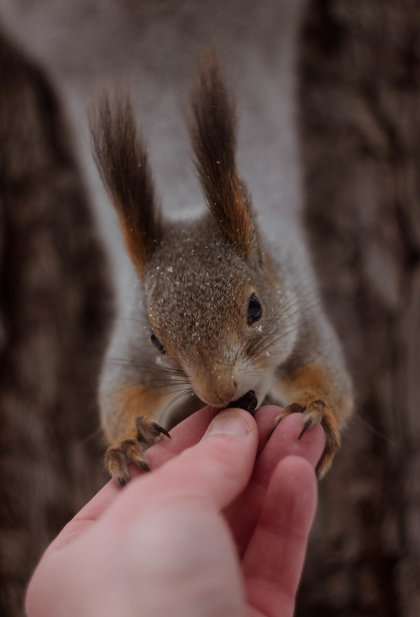 Won't Let You Go - My, Squirrel, Milota, Feeding, The photo, Hunger