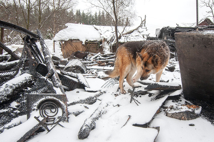 On the ashes - My, Ashes, , Fire, Dog, Sheepdog, My