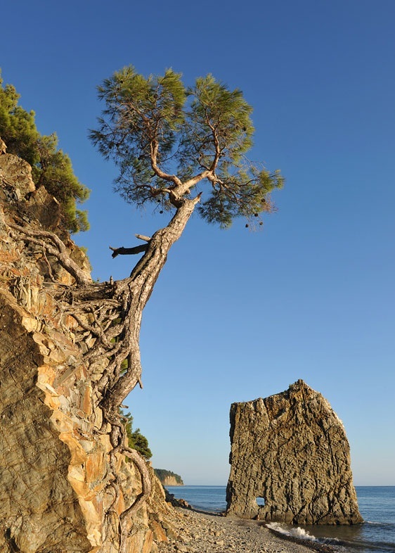 Pine rock climber - Pine, Rock climbing, The rocks, Gelendzhik