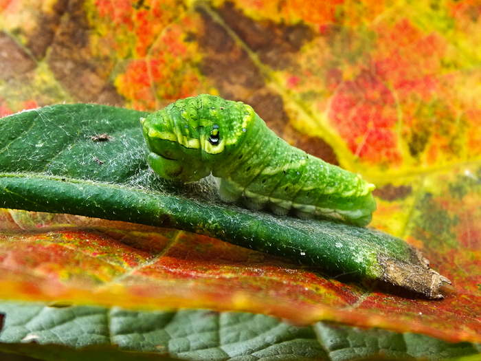 Caterpillar of the Sailboat Maak. - My, Macro photography, Caterpillar, Maaka sailboat, Unusual, Longpost