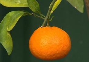 How to grow a tangerine from a seed - Longpost, New Year, Tangerines, , , Houseplants