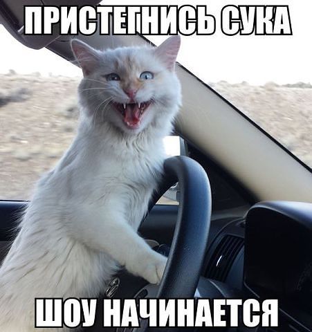 Kote - cat, Cool, Humor, Laugh, Car