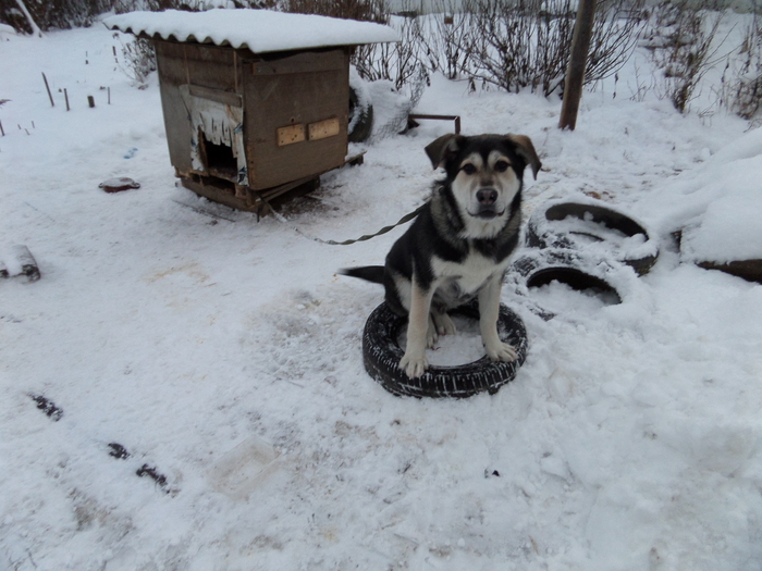 Щенок Дик! В добрые руки, бесплатно!!! - Семья, Домашние животные, Собака, В добрые руки, Помощь, Помощь животным