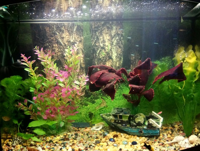 Help a novice aquarist! - My, Aquarium, Aquarium fish, Help, It's a pity, A pity