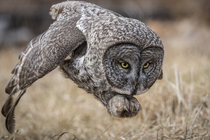 Winners of the National Geographic Nature Photographer of the Year 2017 - The photo, Winners, The national geographic, , Not mine, Longpost