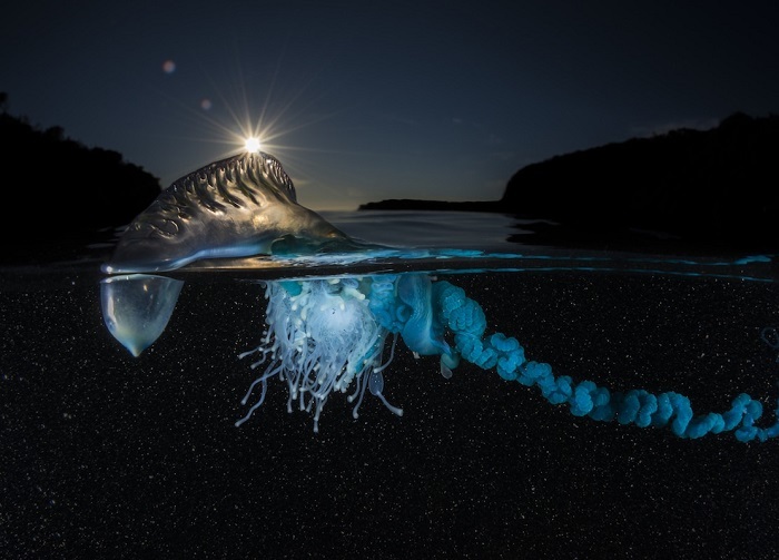 Winners of the National Geographic Nature Photographer of the Year 2017 - The photo, Winners, The national geographic, , Not mine, Longpost