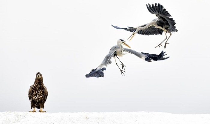 Winners of the National Geographic Nature Photographer of the Year 2017 - The photo, Winners, The national geographic, , Not mine, Longpost