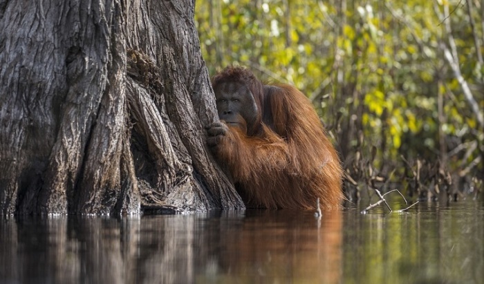 Призеры National Geographic Nature Photographer of the Year 2017 - Фотография, Призеры, The National Geographic, Лучшие фото, Не мое, Длиннопост