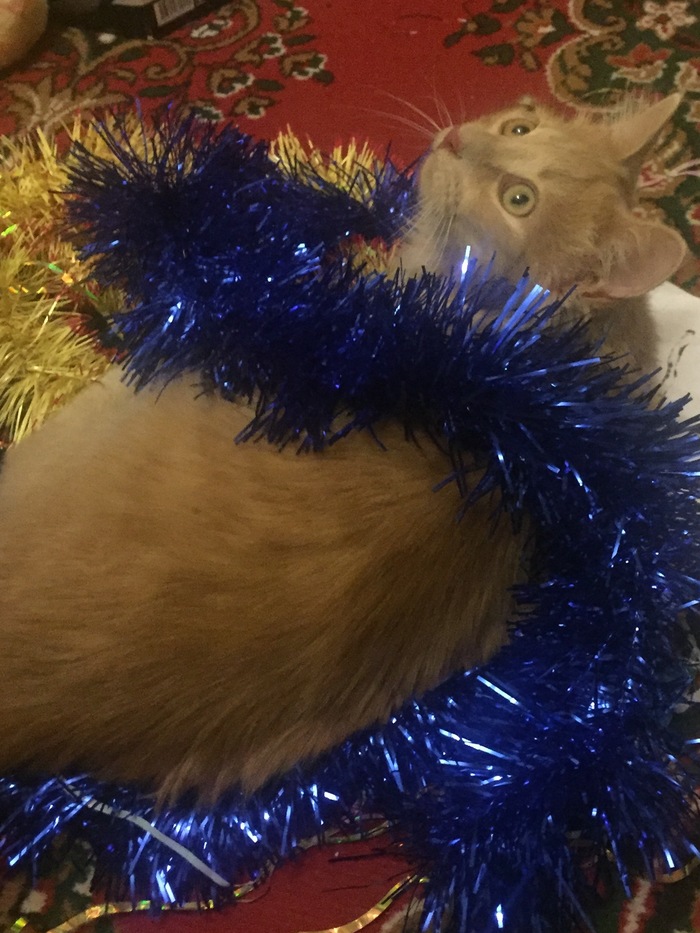 We are preparing for the new year - My, New Year, cat, Tinsel