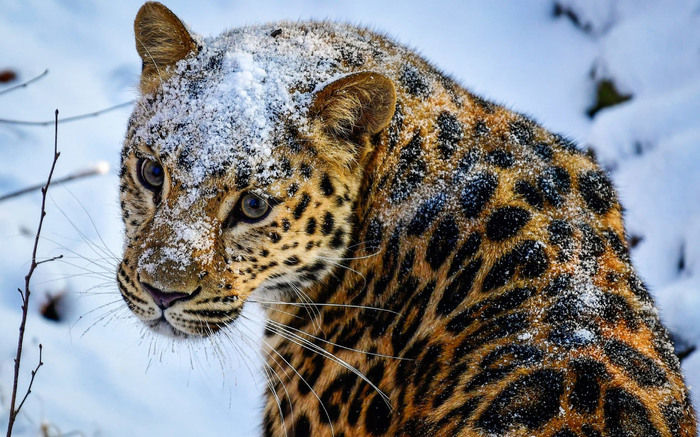 snow leopard - Leopard, Snow, Seaside Safari Park, Far Eastern leopard, Animals, Handsome men