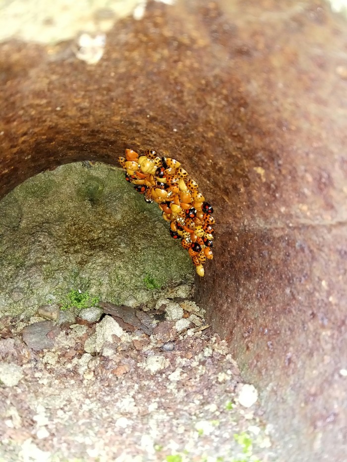 How ladybugs hibernate - My, Winter, ladybug, Жуки