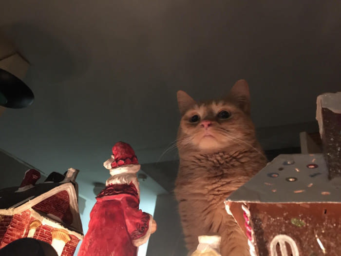 This evil santa cat gets what he deserves - cat, , Photoshop, New Year, Longpost